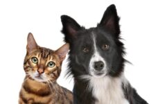 Con veterinarios online podrá realizar consultas sencillas y gratuitas.